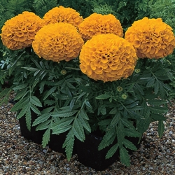 Marigold Antigua Orange -Coat