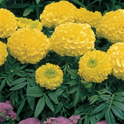 Marigold Antigua Primrose -Det