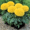 Marigold Antigua Yellow Coat