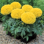 Marigold Antigua Yellow Coat