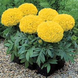 Marigold Antigua Yellow Coat