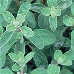 Marjoram Hortensis Sweet