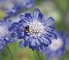 Scabiosa Fama Dp Blue