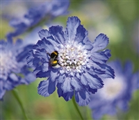 Scabiosa Fama Dp Blue