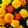 Marigold Petite Mix