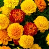 Marigold Petite Mix