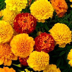 Marigold Petite Mix