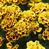 Marigold Alumia Yellow Fire Detailed