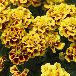 Marigold Alumia Yellow Fire Detailed