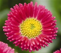 Bellis Peren.Speedstar Carmine Pel