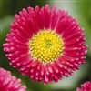 Bellis Peren.Speedstar Carmine_disc