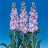 Stocks Iron Blue