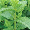 Mint Spearmint
