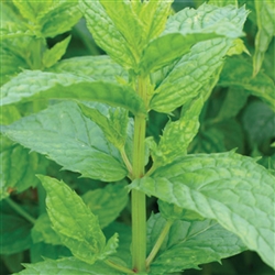 Mint Spearmint