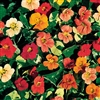 Nasturtium Alaska