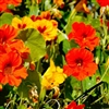 Nasturtium Top Jewel Mix