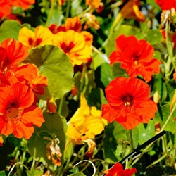 Nasturtium Top Jewel Mix