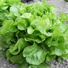 Lettuce Curletta - OASIS