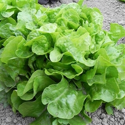 Lettuce Curletta - OASIS