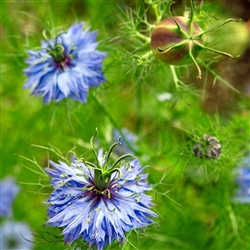 Nigella Miss Jekyll Blue