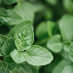 Oregano Greek Oregano