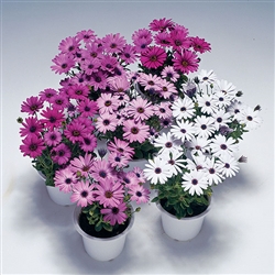 Osteospermum Passion Mix