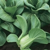 Pakchoi Green F1 (Mei Quing Ch