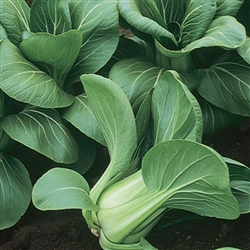 Pakchoi Green F1 (Mei Quing Ch