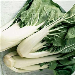 Pakchoi Baby White F1