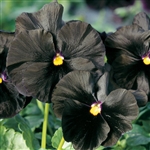 Pansy Banner Black Beauty