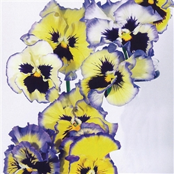 Pansy Aurora Mix