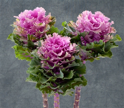 Kale Euro Ksenia (Rose serrat)
