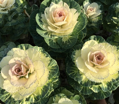 Kale Euro Antonina (White)_disc