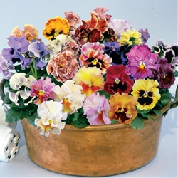 Pansy Bolero Mix