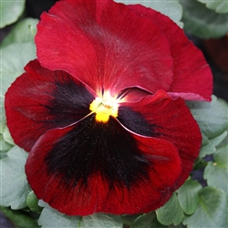 Pansy XtradaPlus Red/Blotch