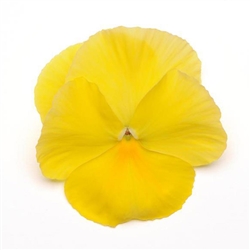 Pansy Dynamic Lemon