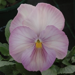 Pansy Dynamic Soft Pink