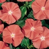 Vinca Heatwave Santa Fe