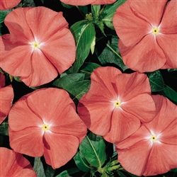 Vinca Heatwave Santa Fe