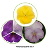 Pansy Silhouette Mix F1