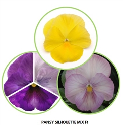 Pansy Silhouette Mix F1