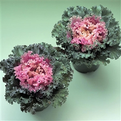 Kale Kamome Pink (Fringed)