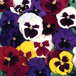 Pansy Giant Butterfly F2 Mix_disc