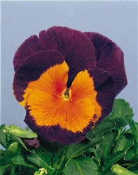 Pansy Jolly Joker F2_disc