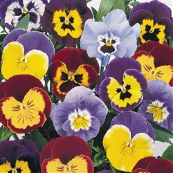 Pansy Joker Mix F2_disc