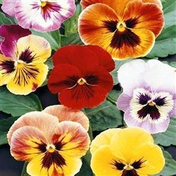 Pansy Jumbo Giants Mix OP