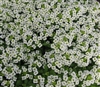 Alyssum Giga White