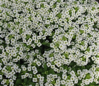 Alyssum Giga White