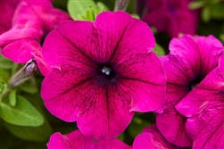 Petunia Mambo Burgundy GP Pellets