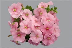 Petunia Mambo Peach GP Pellets